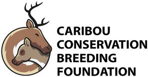 Caribou Dryer Ball Set- $10 of every sale is donated to the Caribou Conservation Breeding Foundation